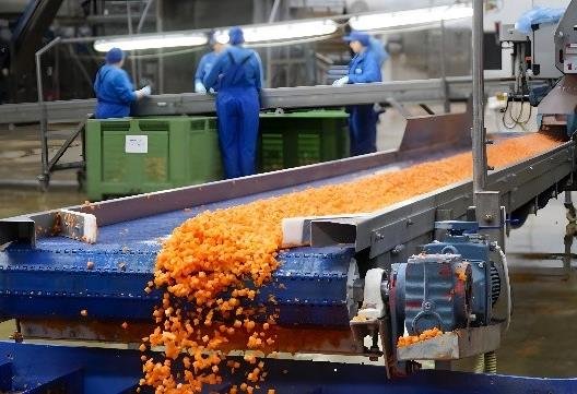Root vegetable processing line at the Ryki plant